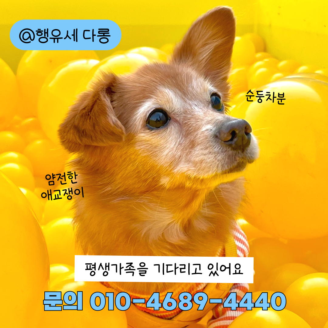 견주가 직접 안락사를 요청했던 다롱이의 평생가족을 찾아요 🫎🧡 | 인스티즈