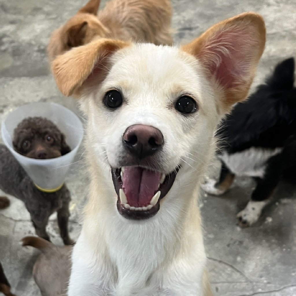 딱 3개월‼️ 따수운 임보처를 기다리는 귀염둥이들 🐶❤️ | 인스티즈