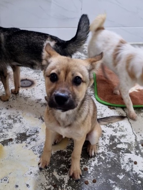 어 나 탁이인데 나랑 같이 짜장면 먹을 가족 3년째 기다린다 연락줘💌 | 인스티즈