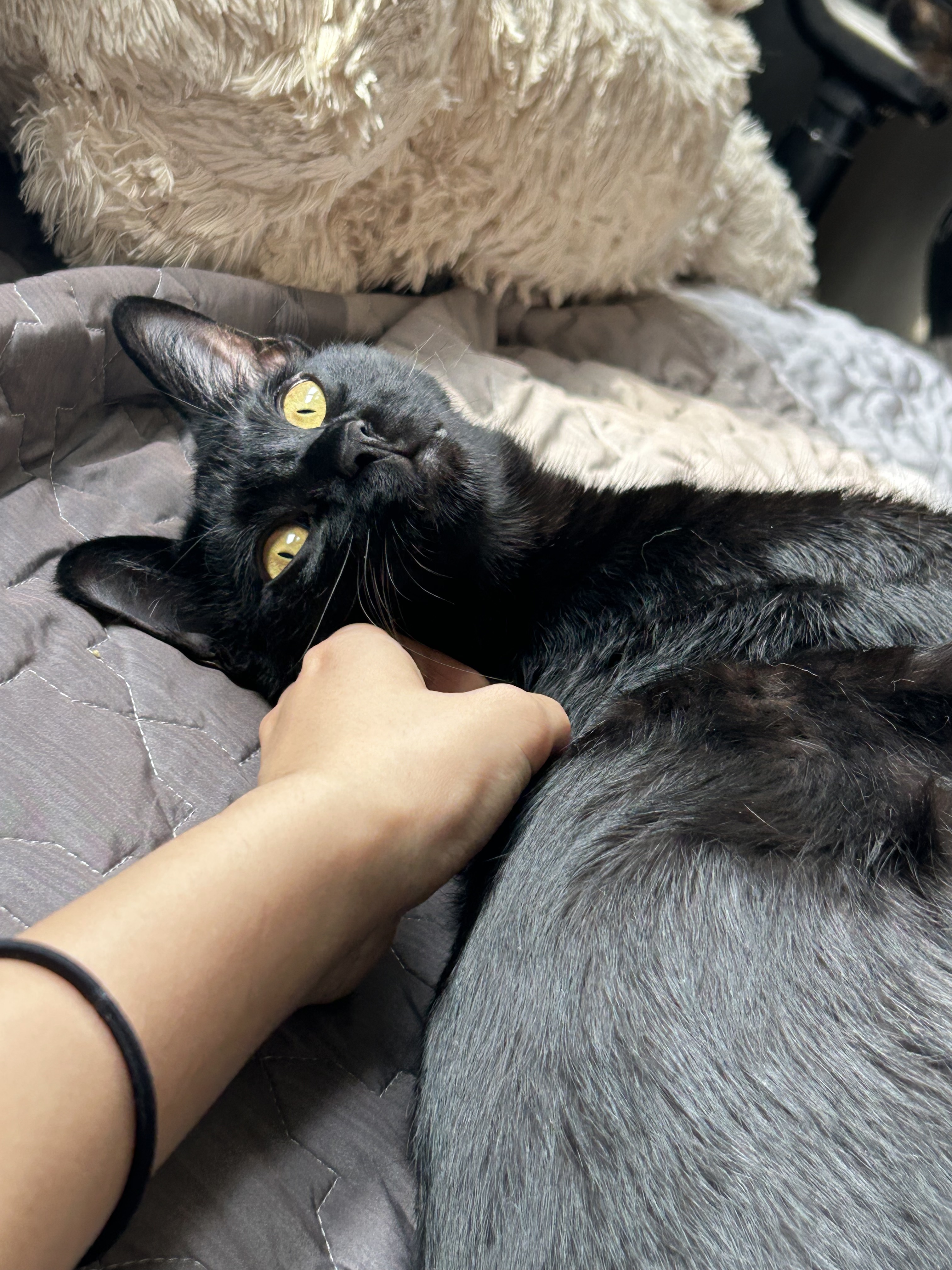 (입홍)✨ 도도한 외모지만 사람이 너무 좋은 개냥이남매 가족을 찾아요 ✨ | 인스티즈