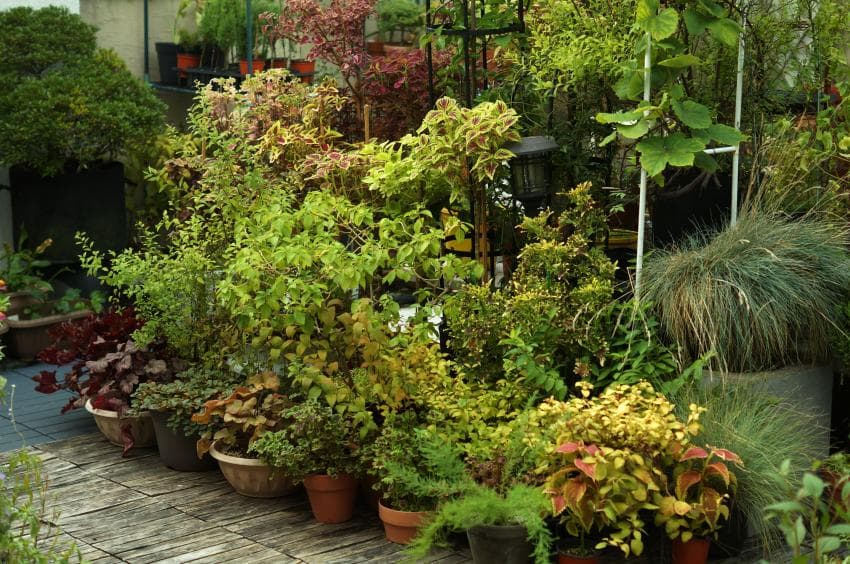 식물 가득한 옥상정원 🌿🍃 | 인스티즈