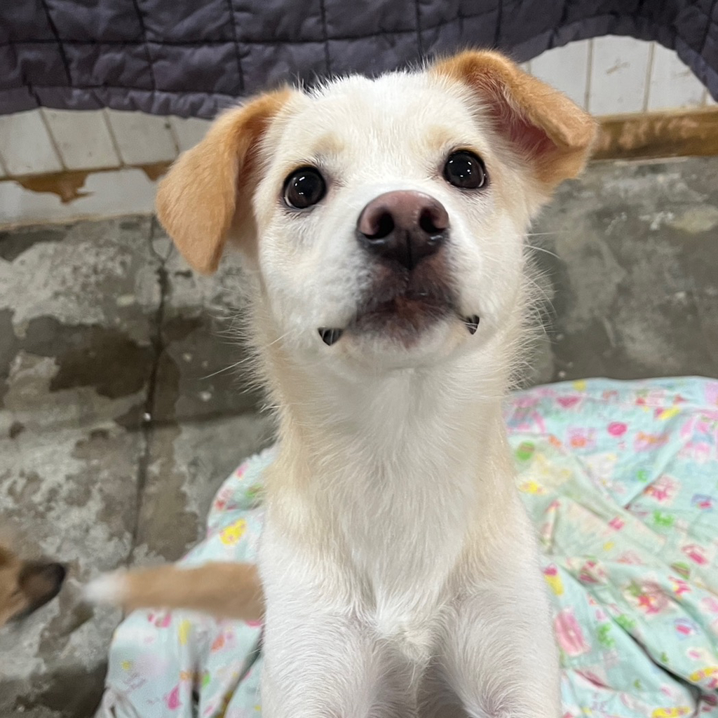 딱 3개월‼️ 따수운 임보처를 기다리는 귀염둥이들 🐶❤️ | 인스티즈