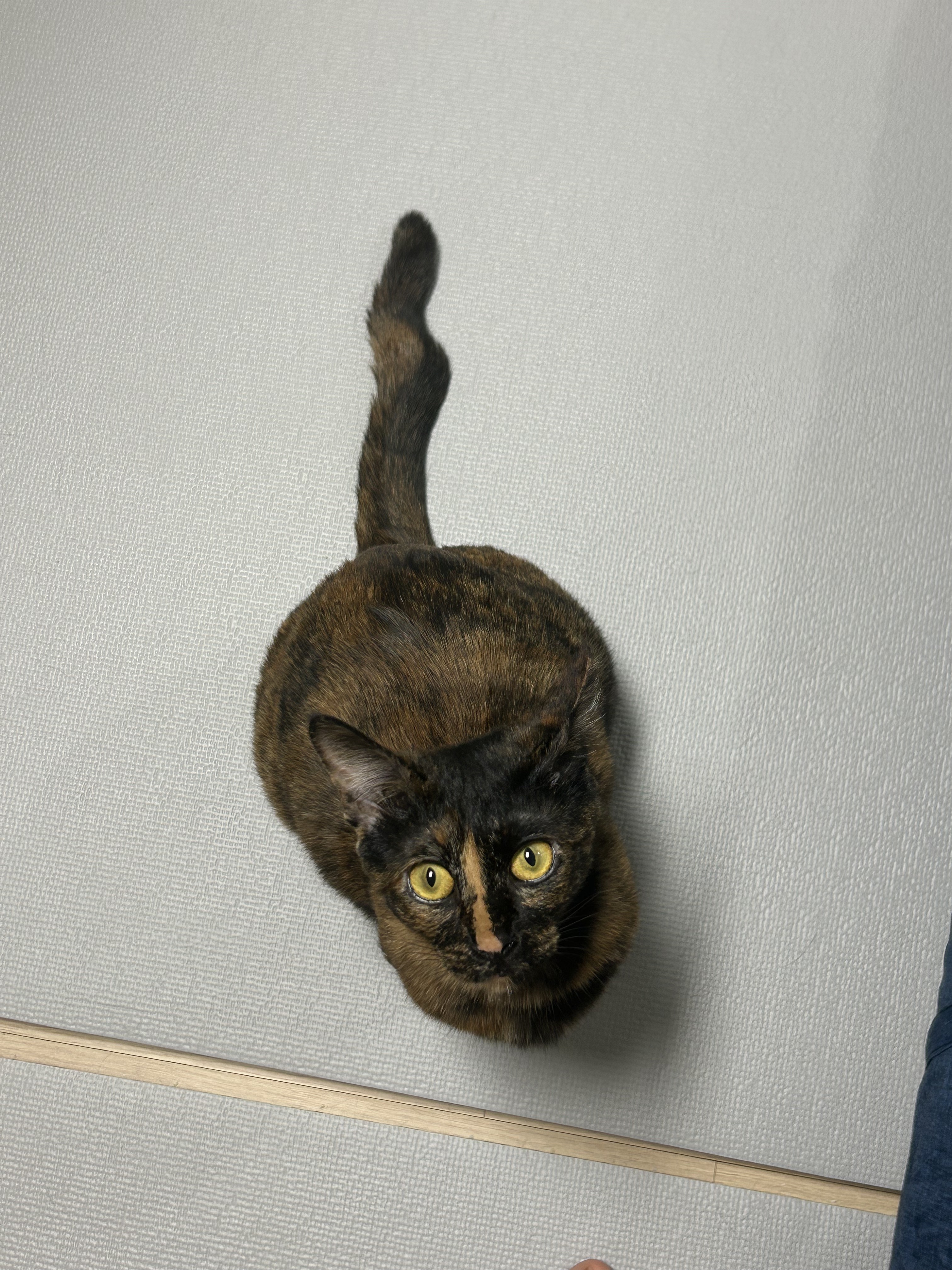 (입홍)✨ 도도한 외모지만 사람이 너무 좋은 개냥이남매 가족을 찾아요 ✨ | 인스티즈