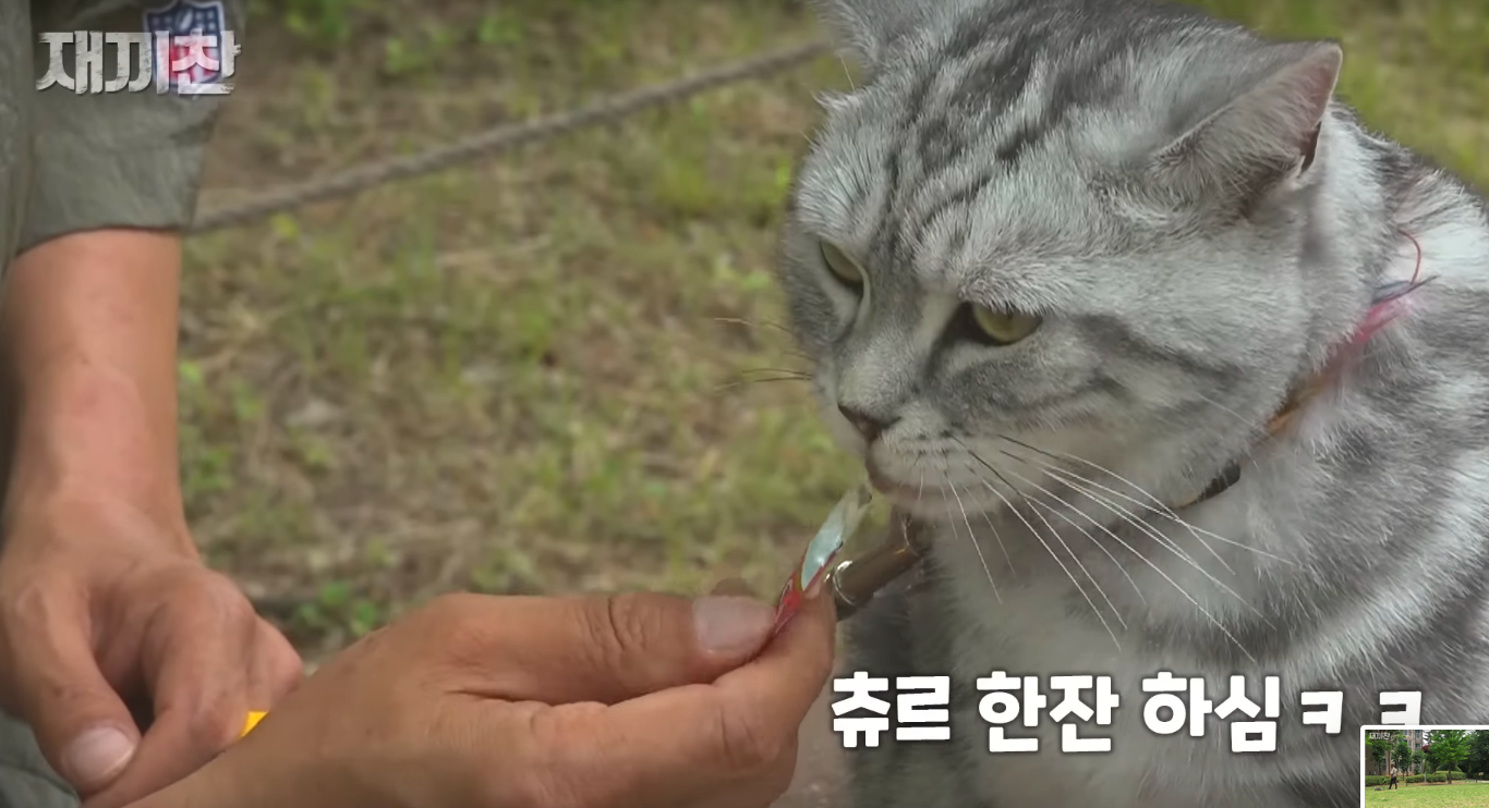 고양이 산책 시키는 강아지 훈련사 이찬종 선생님 | 인스티즈