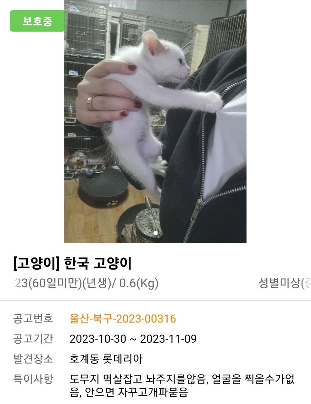 보호소에 보호중인 고양이 특징이 너무 귀여움..JPG | 인스티즈