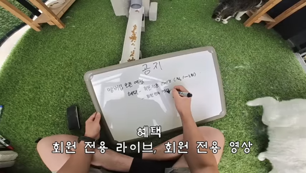 멤버십 오픈 예정이라는 유튜버 haha ha | 인스티즈