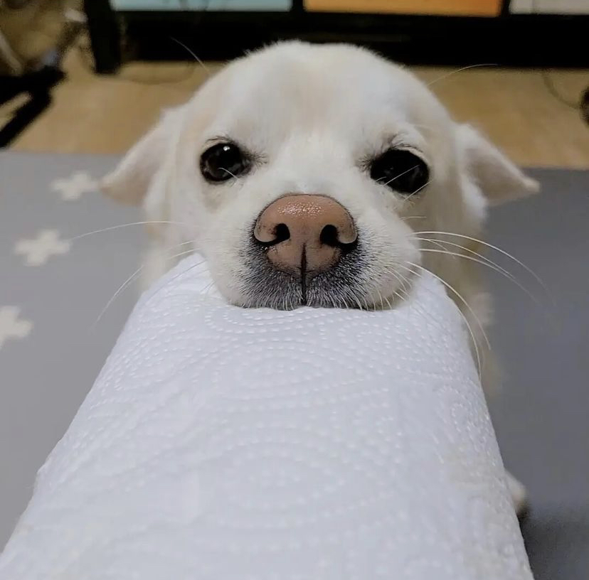 한 때 대한민국에서 모르는 사람이 없던 강아지 | 인스티즈