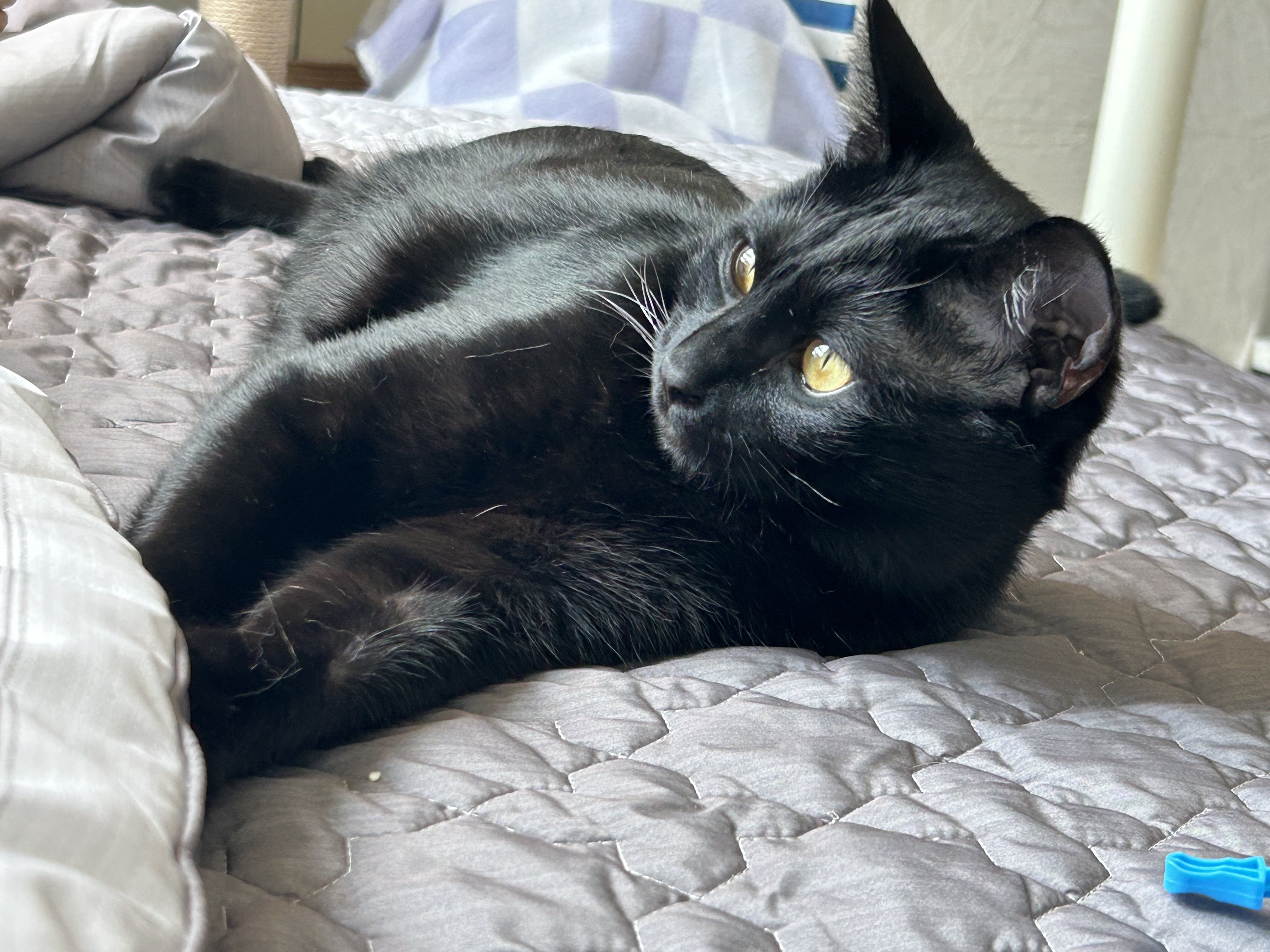 (입홍)✨ 도도한 외모지만 사람이 너무 좋은 개냥이남매 가족을 찾아요 ✨ | 인스티즈