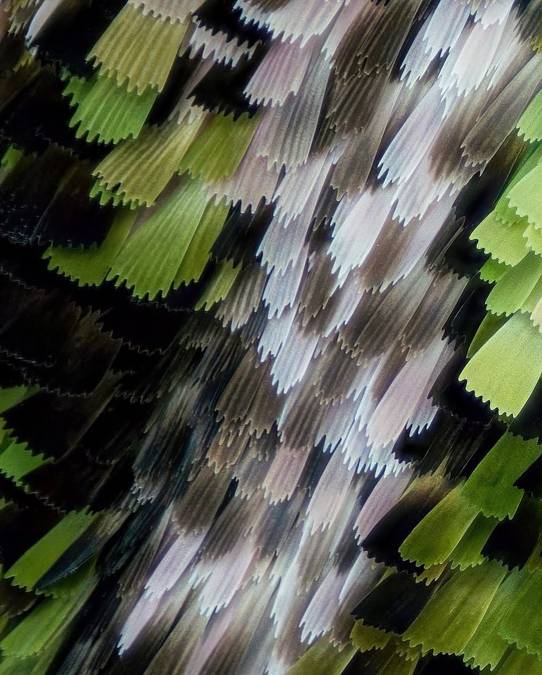 나비랑 나방 날개 확대한 거라고 함 | 인스티즈