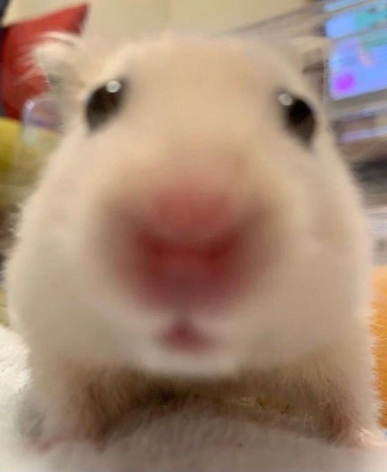 신나지 이미지