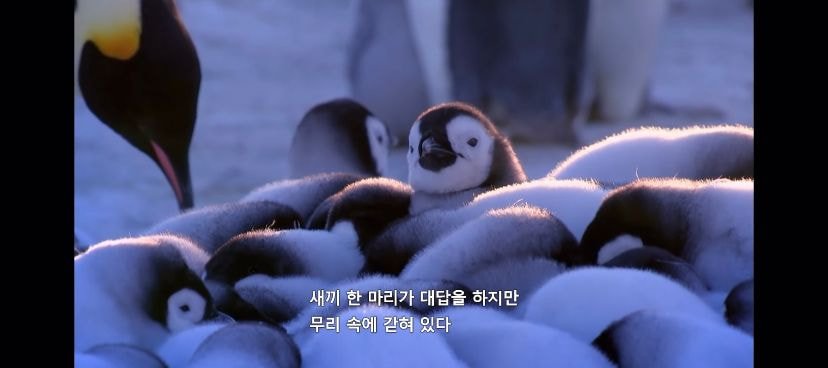 펭귄도 지들 눈엔 다 똑같이 생김 펭귄들 사이에서 자기 가족 구분하는 법 | 인스티즈