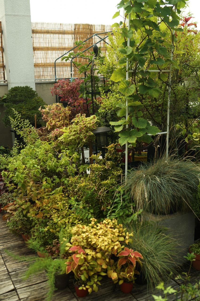 식물 가득한 옥상정원 🌿🍃 | 인스티즈