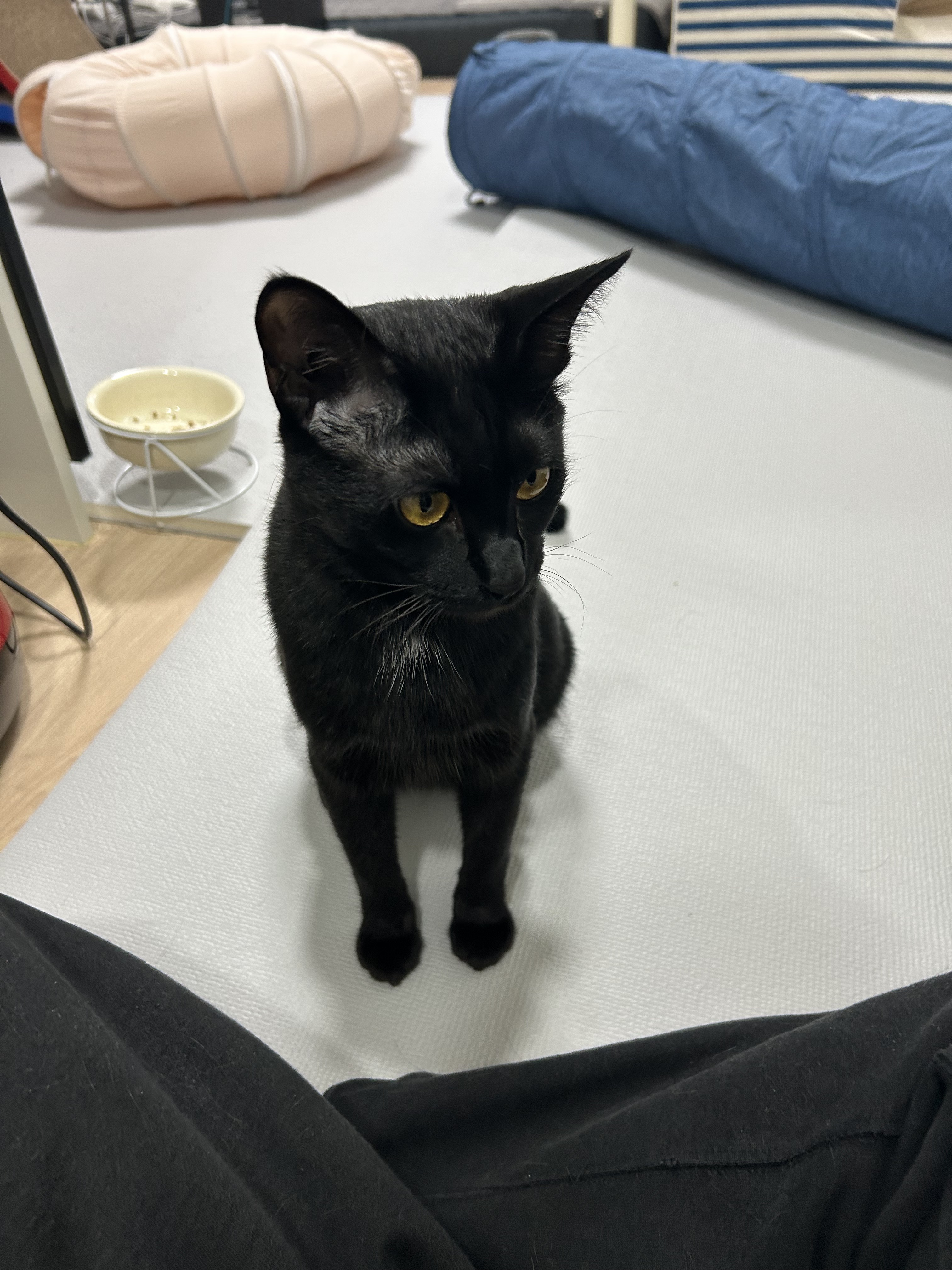 (입홍)✨ 도도한 외모지만 사람이 너무 좋은 개냥이남매 가족을 찾아요 ✨ | 인스티즈