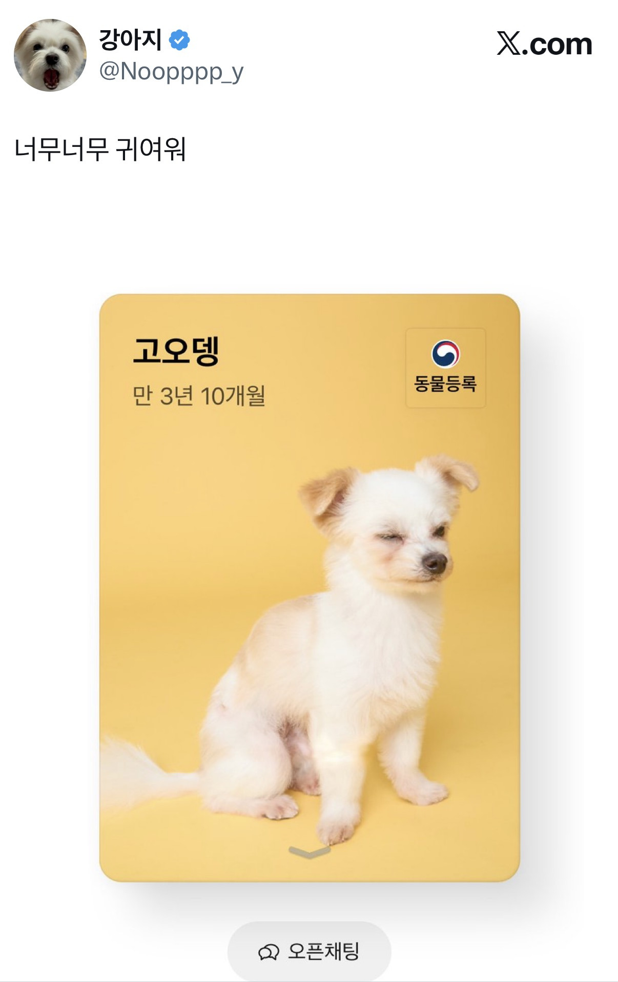 카톡 반려동물카드 | 인스티즈