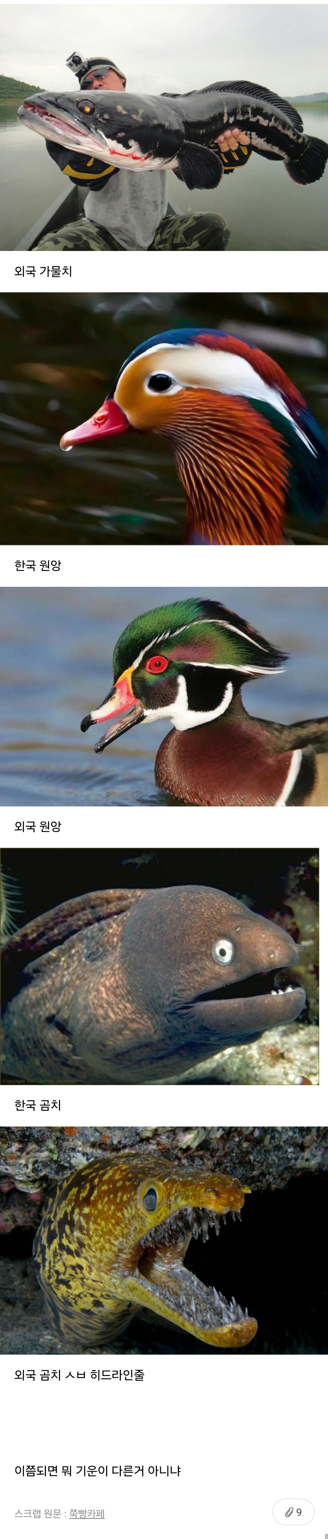 한국동물 vs 외국동물 차이 | 인스티즈