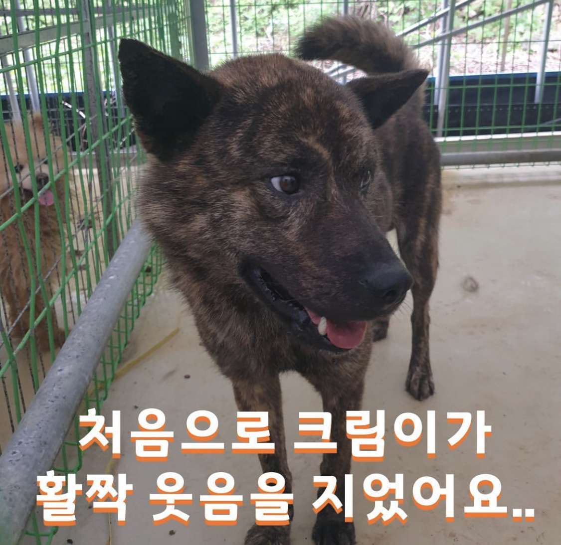 안락사 명단에 올라온 크림이가 처음으로 활짝 웃음을 지었어요 | 인스티즈