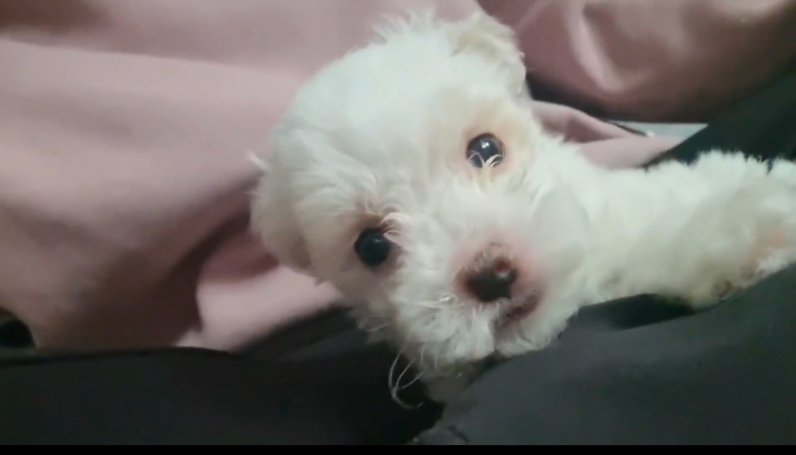 듀 가나디 실존.twt | 인스티즈