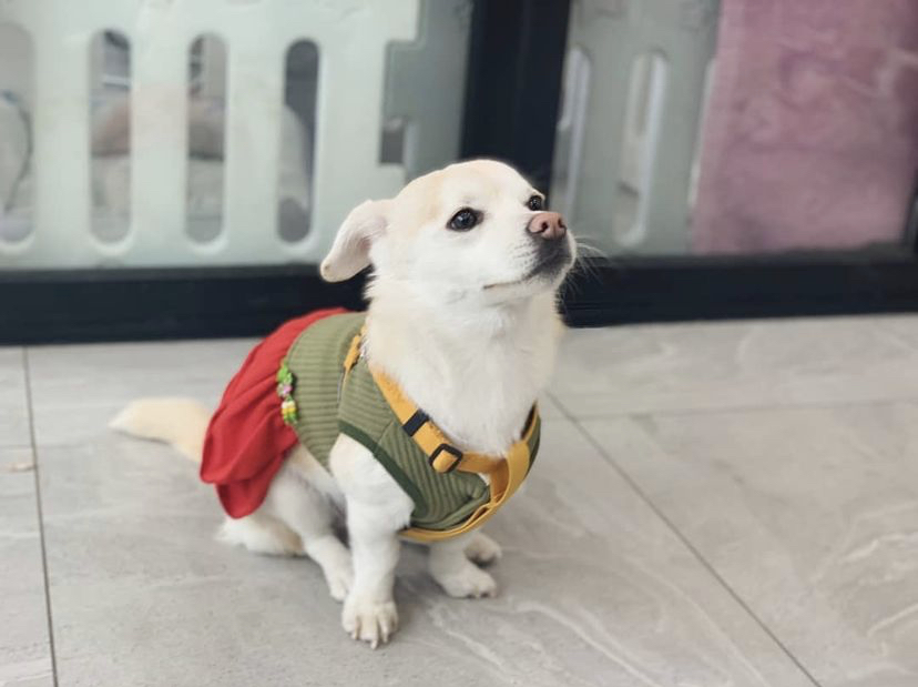 한 때 대한민국에서 모르는 사람이 없던 강아지 | 인스티즈