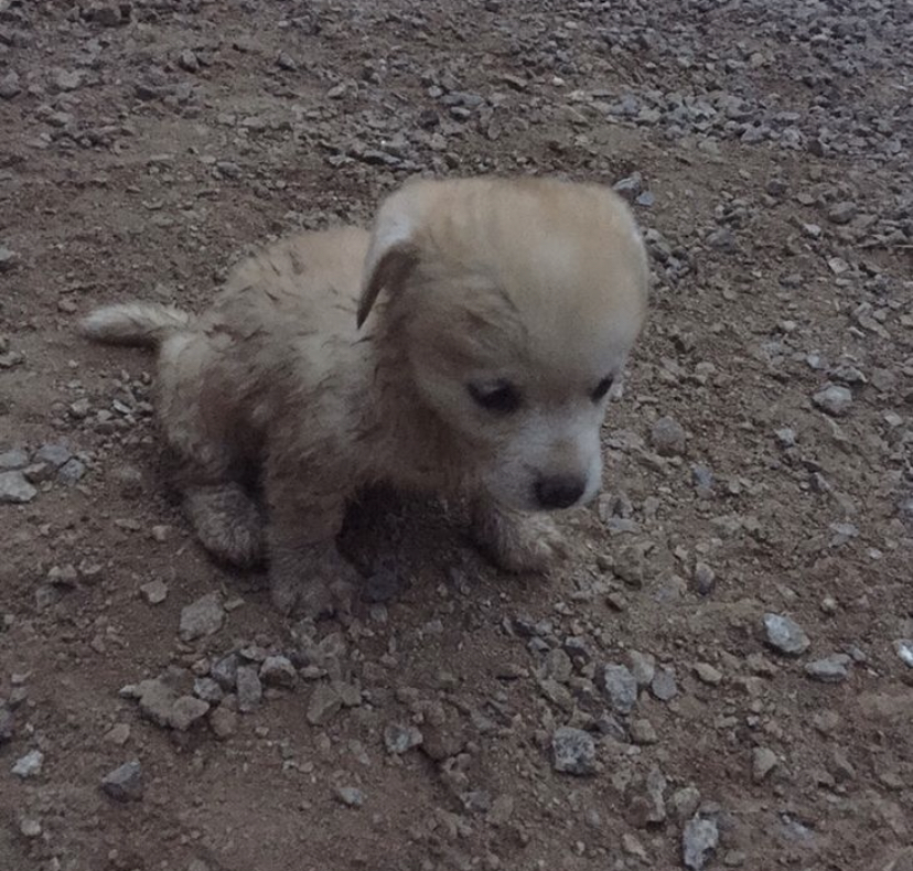 한 때 대한민국에서 모르는 사람이 없던 강아지 | 인스티즈