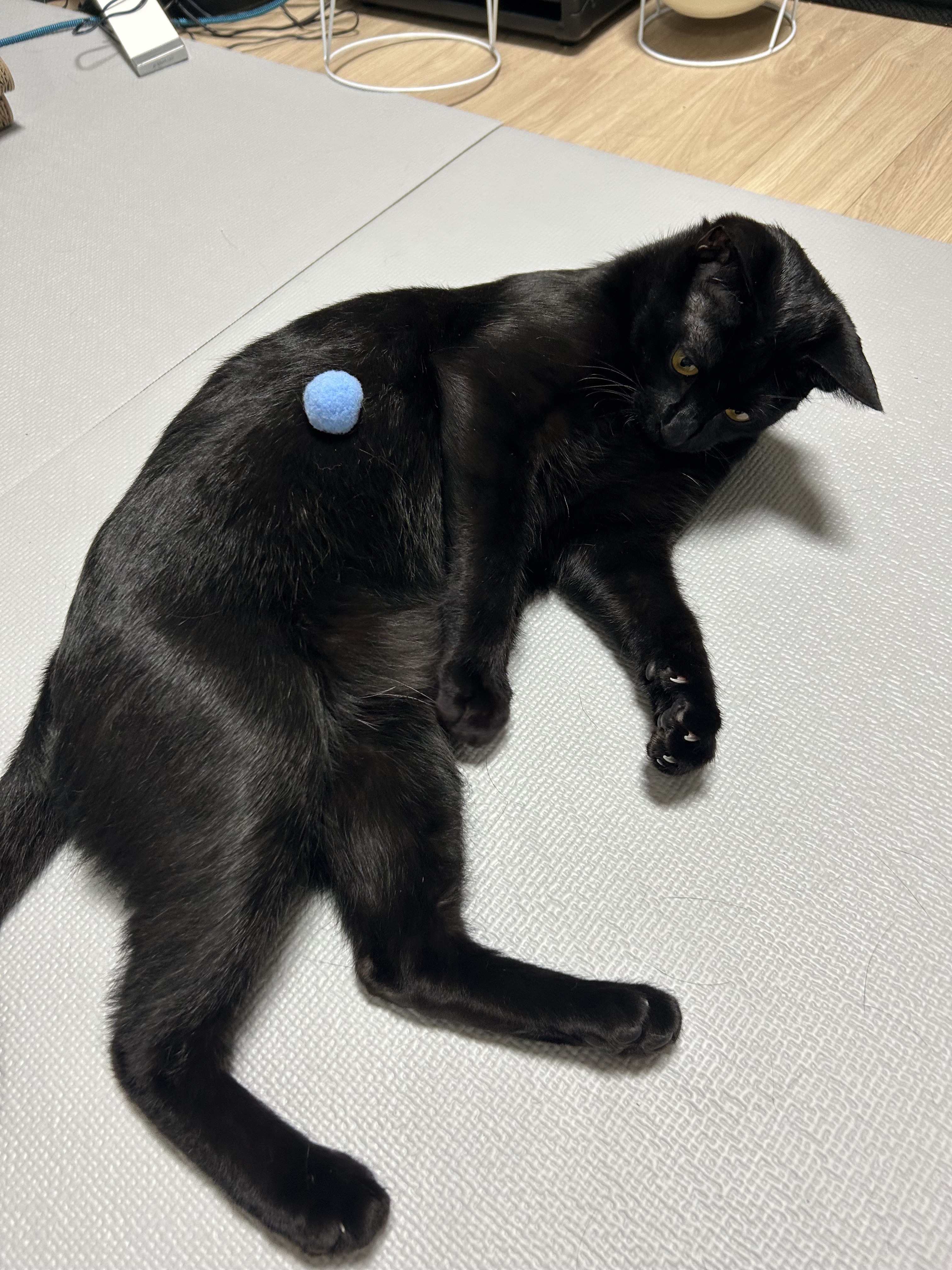 (입홍)✨ 도도한 외모지만 사람이 너무 좋은 개냥이남매 가족을 찾아요 ✨ | 인스티즈