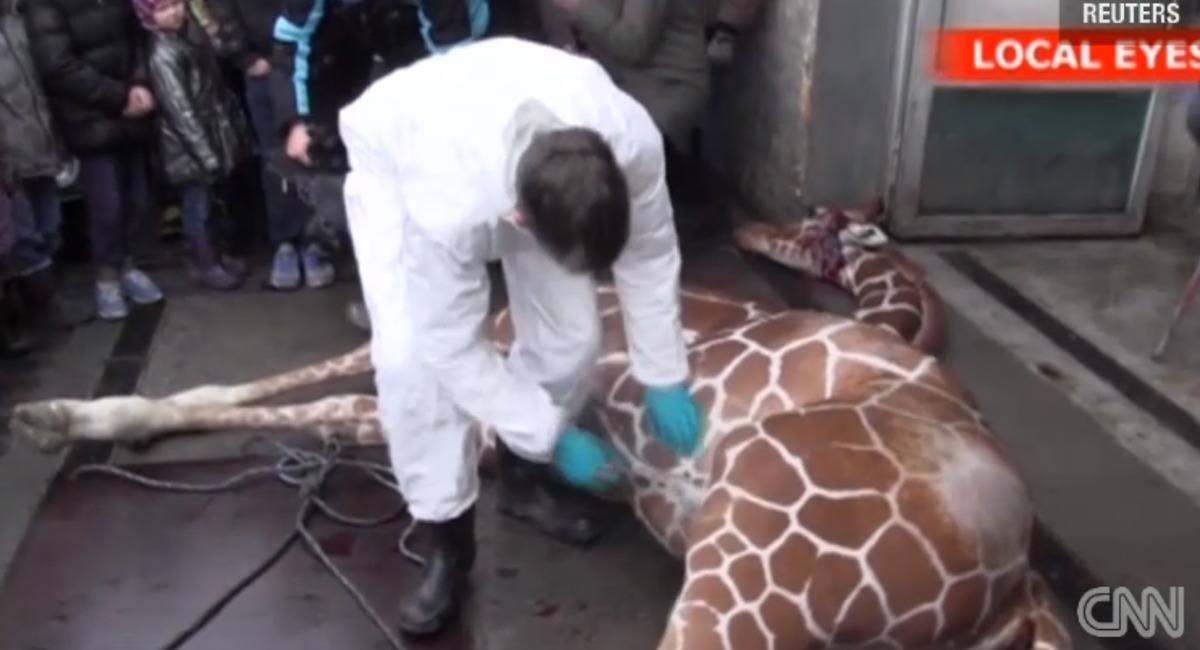 일부 혹은 많은 유럽 동물원에서 관행처럼 벌어지는 일 (죽은 동물 사진 주의) | 인스티즈