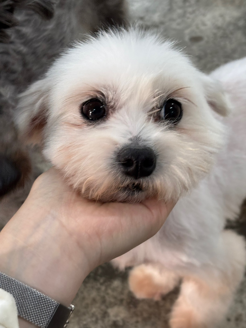 딱 3개월‼️ 따수운 임보처를 기다리는 귀염둥이들 🐶❤️ | 인스티즈