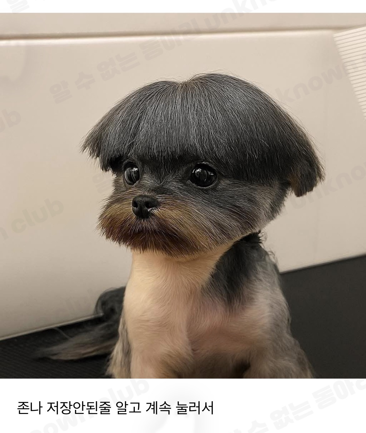 친구가 이 강아지 사진 달래서 인스타디엠으로 보내줬는데 | 인스티즈