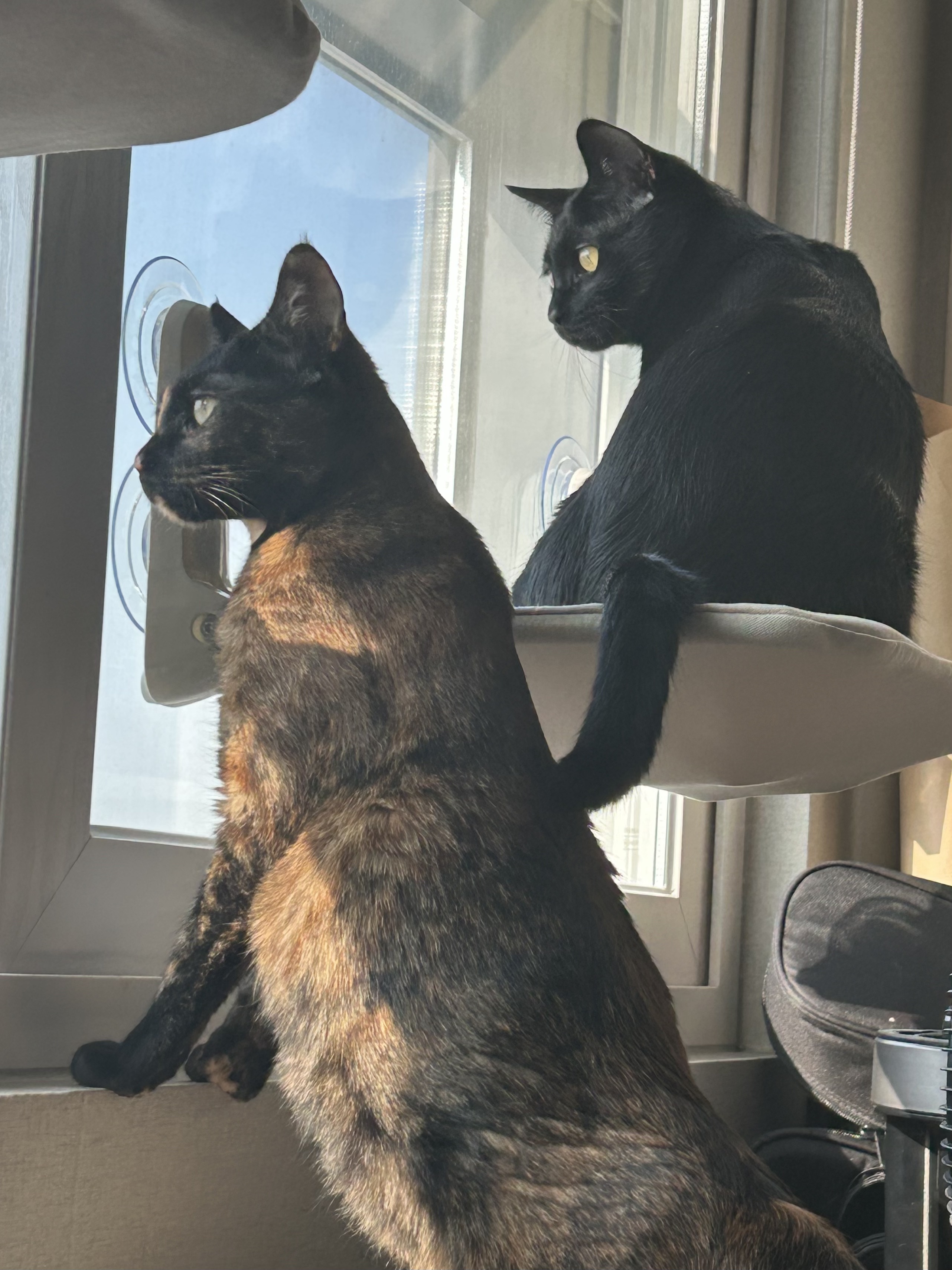 (입홍)✨ 도도한 외모지만 사람이 너무 좋은 개냥이남매 가족을 찾아요 ✨ | 인스티즈