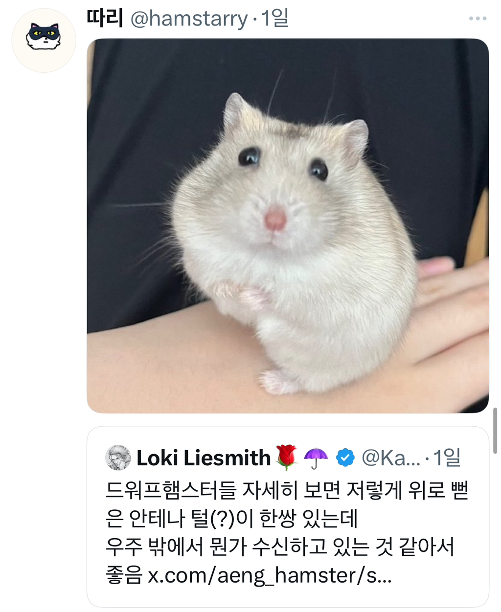 드워프햄스터들 자세히 보면 저렇게 위로 뻗은 안테나 털(?)이 한쌍 있는데 우주 밖에서 뭔가 수신하고 있는 것 같아서 좋음 | 인스티즈