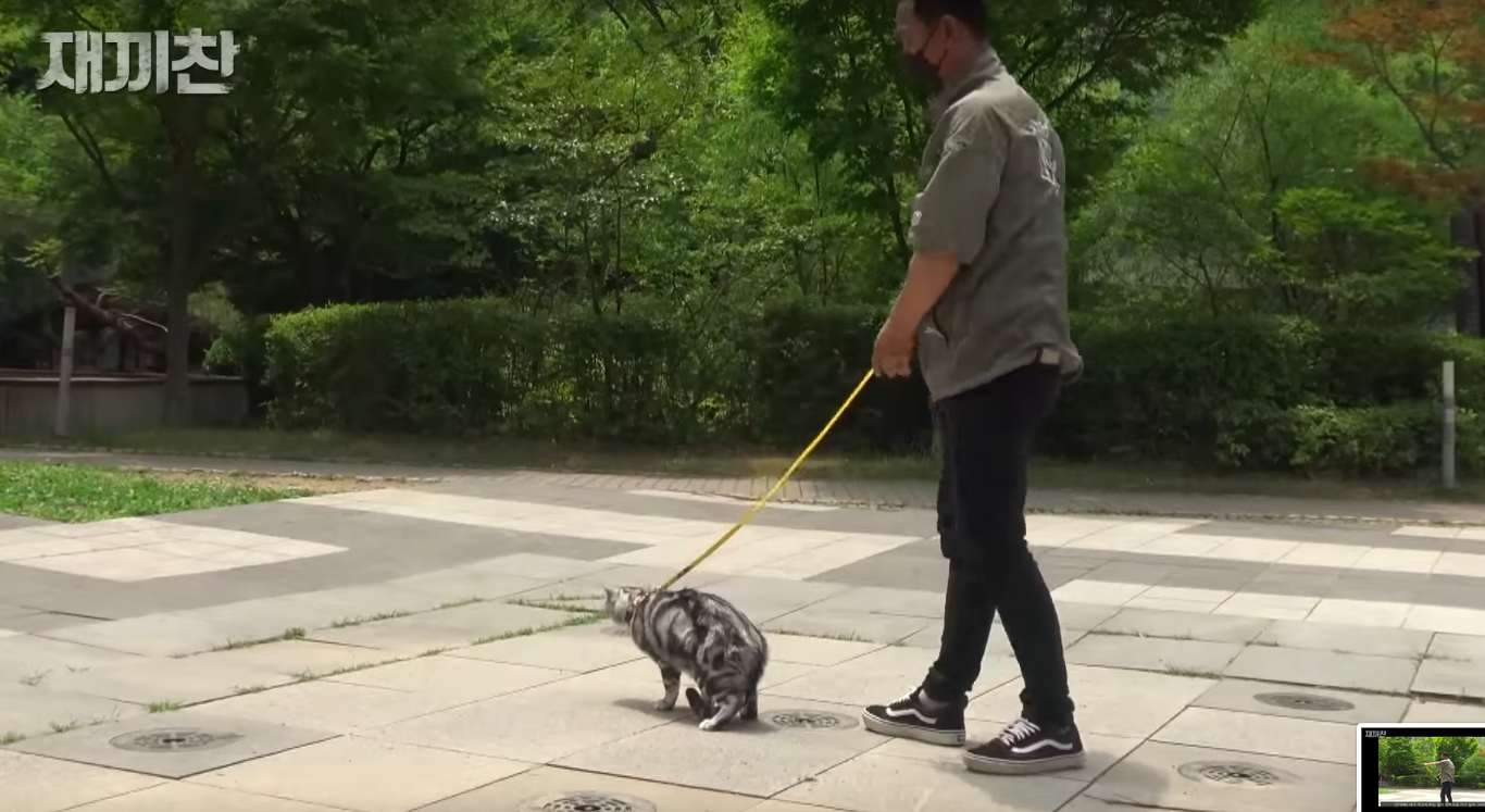 고양이 산책 시키는 강아지 훈련사 이찬종 선생님 | 인스티즈
