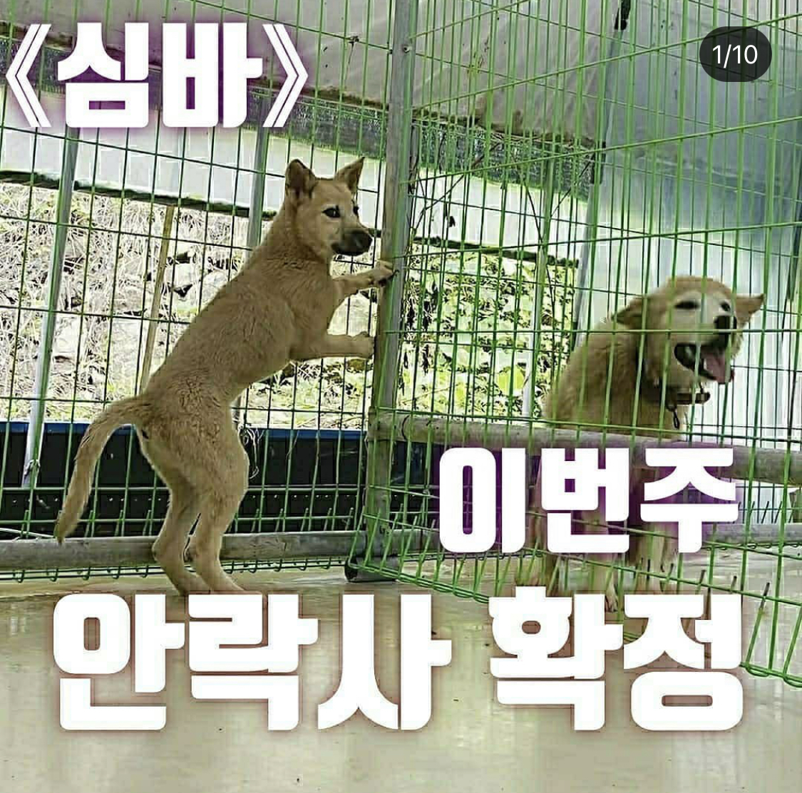 심바 이번주 안락사 확정 | 인스티즈