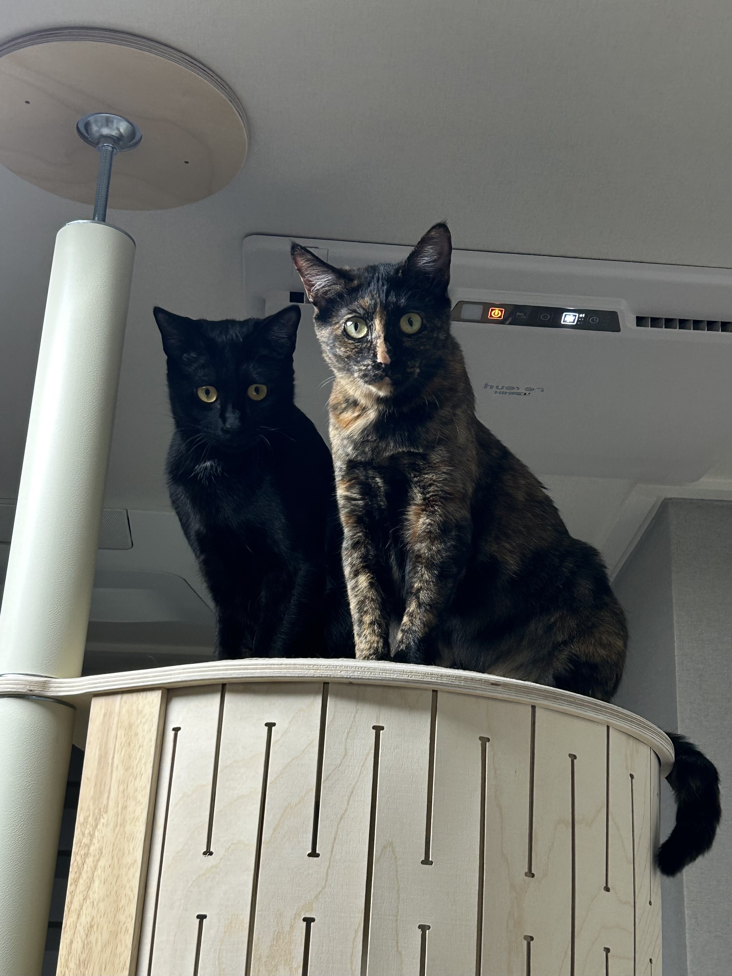 (입홍)✨ 도도한 외모지만 사람이 너무 좋은 개냥이남매 가족을 찾아요 ✨ | 인스티즈