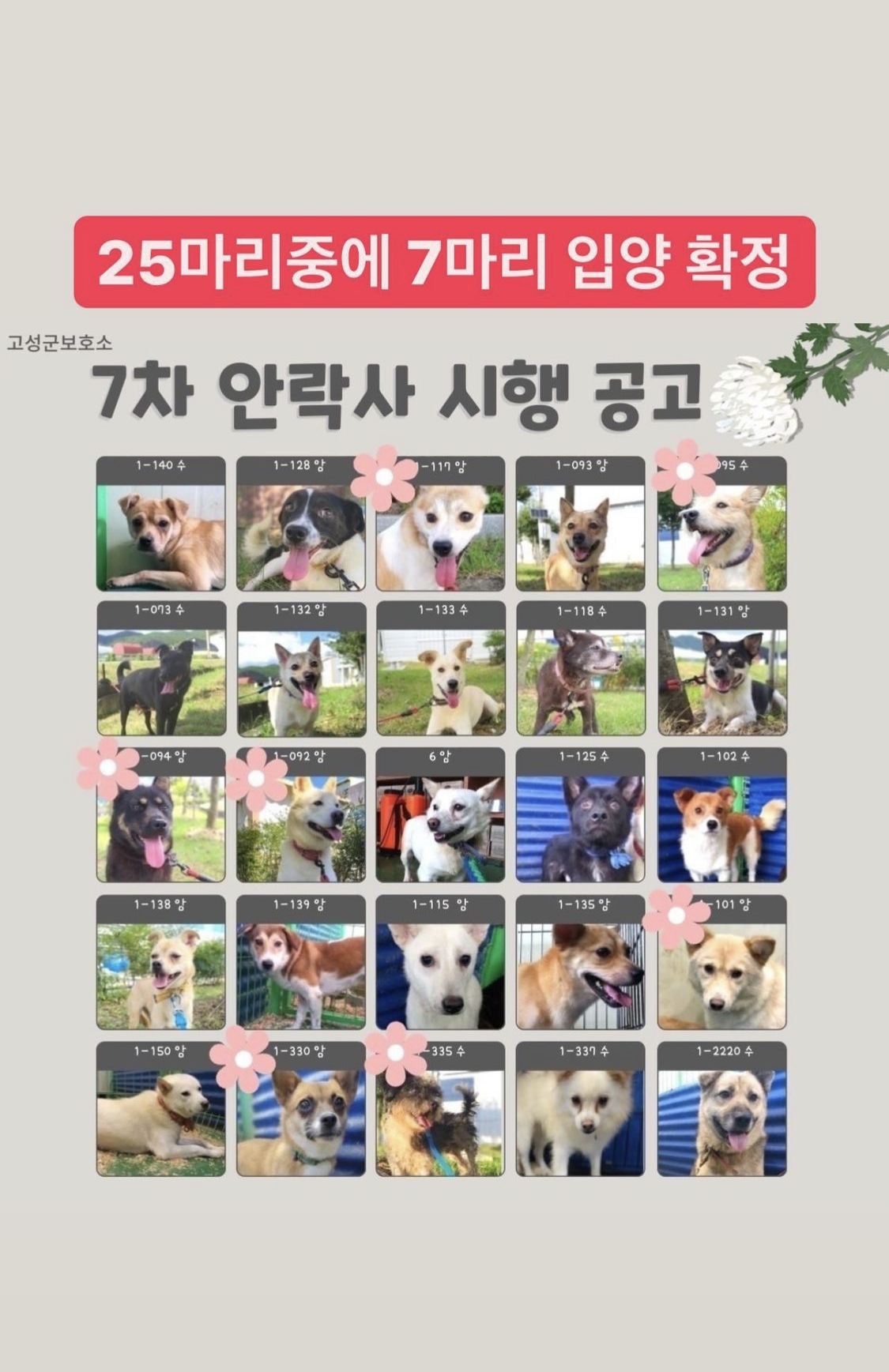 25마리중에 7마리 입양 확정 🚨10월 18일에 7차 안락사 시행🚨 D-9 | 인스티즈