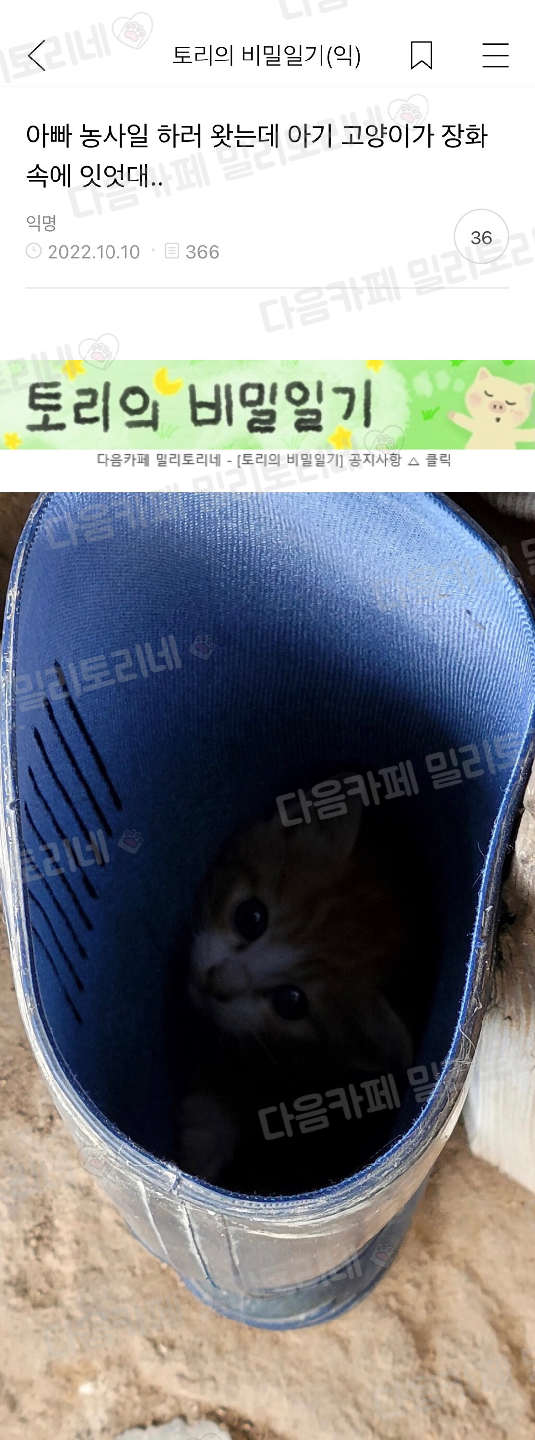 아빠 농사일 하러 왔는데 아기고양이가 장화 속에 있었대 | 인스티즈