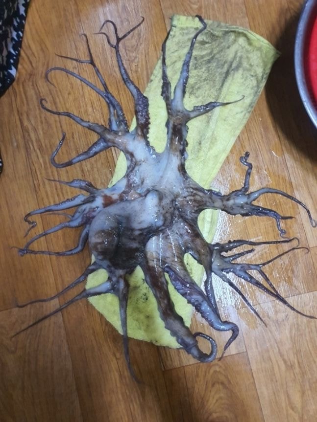 경남 바다서 다리 32개 괴문어 발견…어민들"난생처음 봐" | 인스티즈