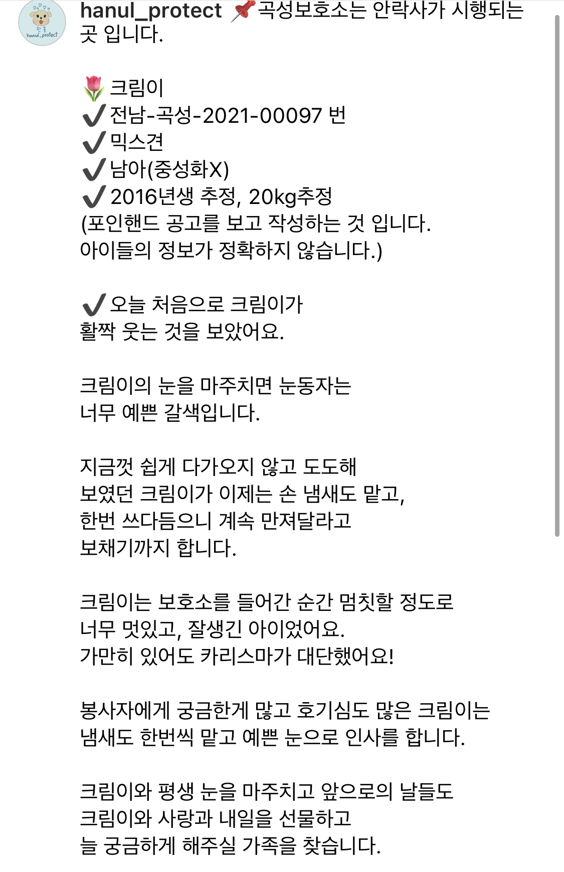 안락사 명단에 올라온 크림이가 처음으로 활짝 웃음을 지었어요 | 인스티즈