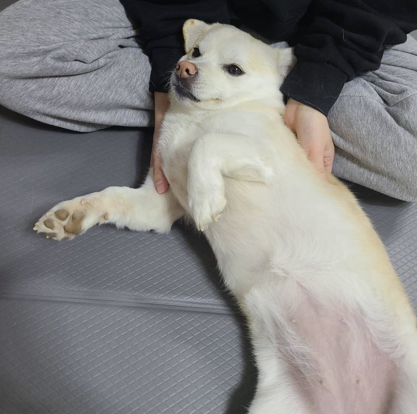 한 때 대한민국에서 모르는 사람이 없던 강아지 | 인스티즈