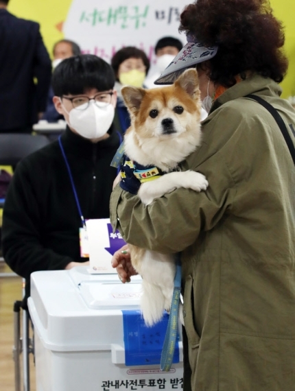 사전투표, 견공도 궁금해! | 인스티즈