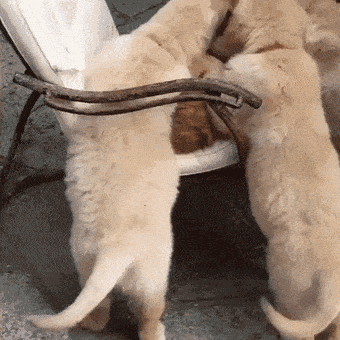 고양이 세수해주는 강아지들.gif | 인스티즈