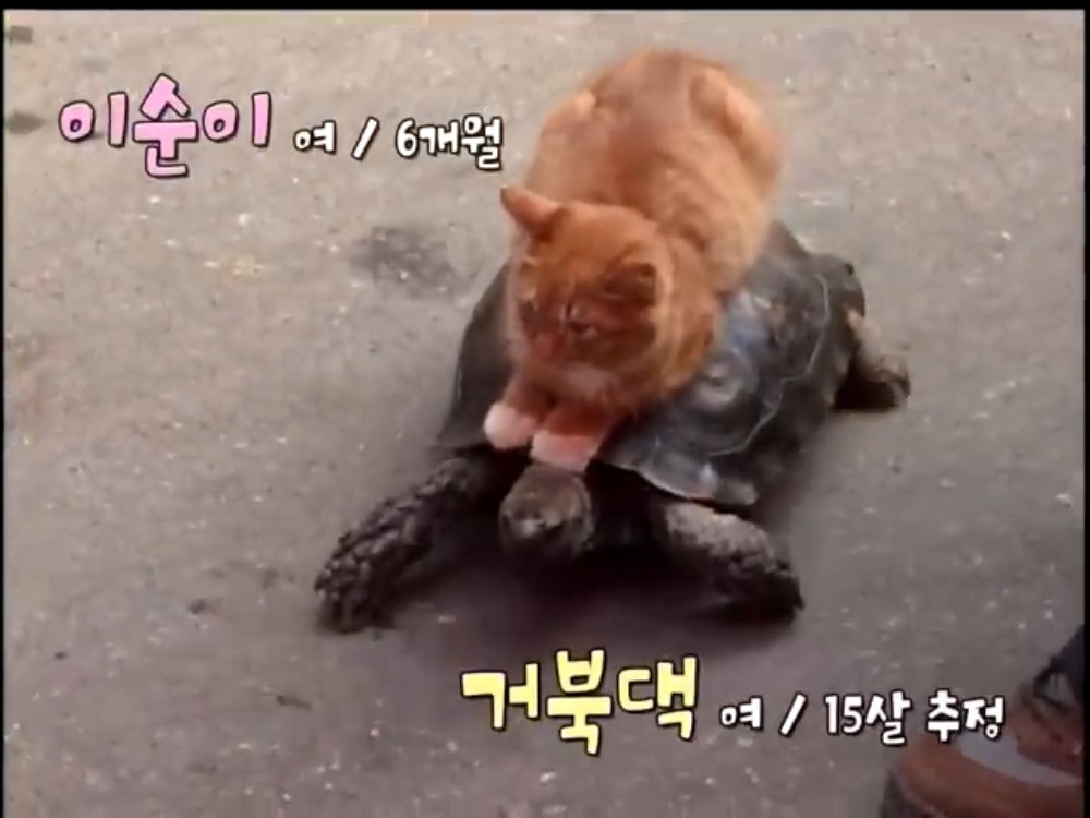거북이 오너 고양이 | 인스티즈