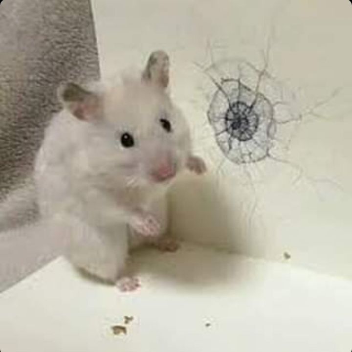 자꾸"투표하자 투표하자"하는데 뽑고싶은 사람이 있어야 투표를하지 빡치게 투표하자고 강요마라 | 인스티즈