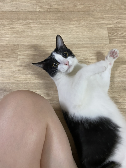 울고양이 성장과정..(사진많음주의) | 인스티즈