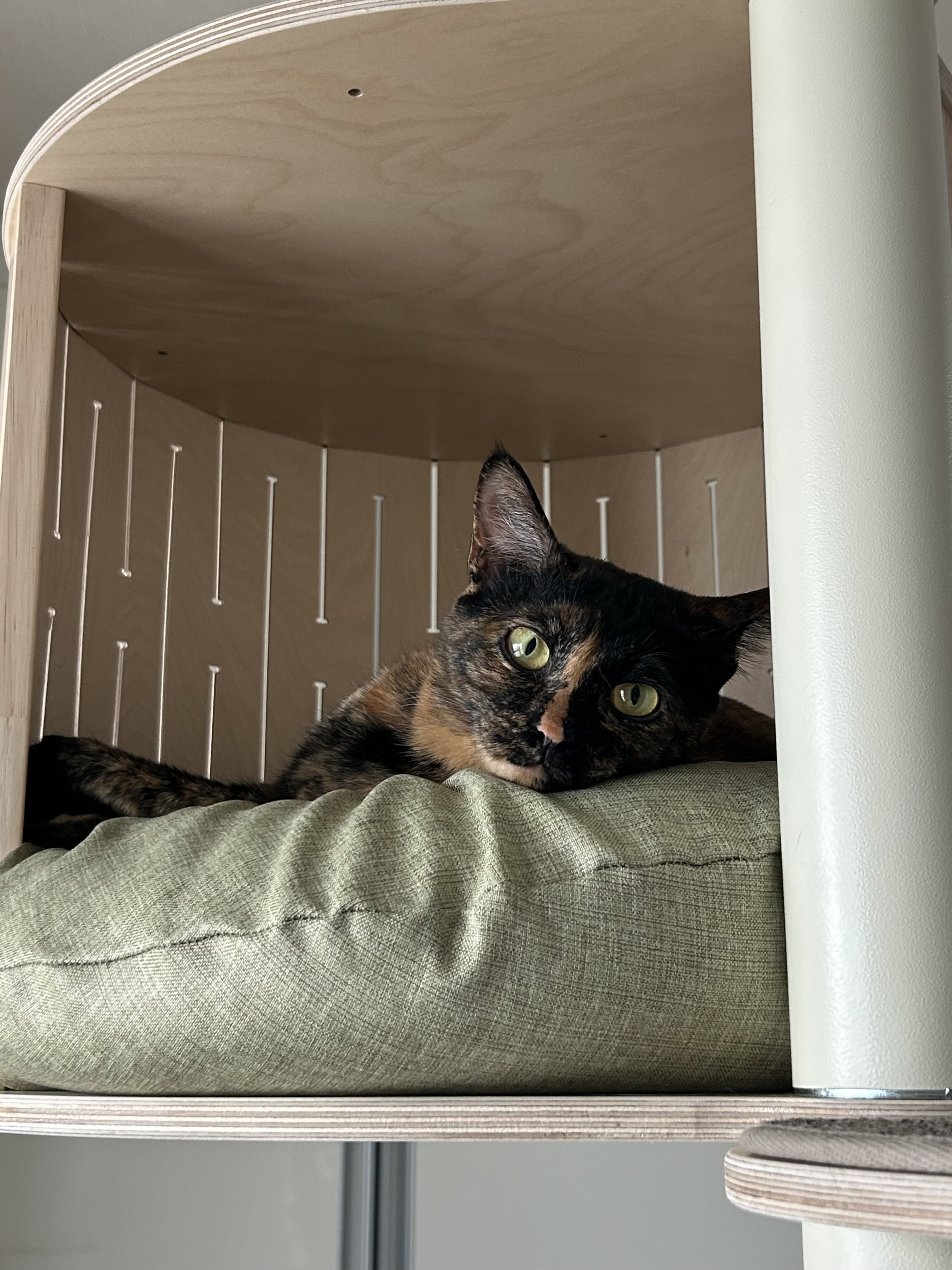 (입홍)✨ 도도한 외모지만 사람이 너무 좋은 개냥이남매 가족을 찾아요 ✨ | 인스티즈