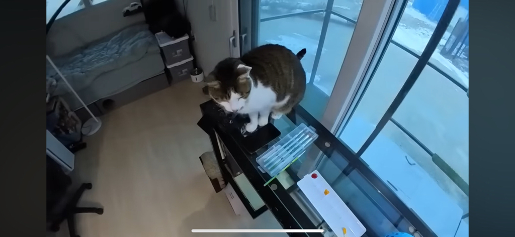 [hahaha] 도라에몽이 된 무(feat.무라에몽) | 인스티즈