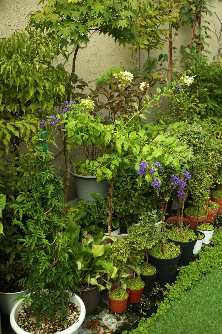 식물 가득한 옥상정원 🌿🍃 | 인스티즈