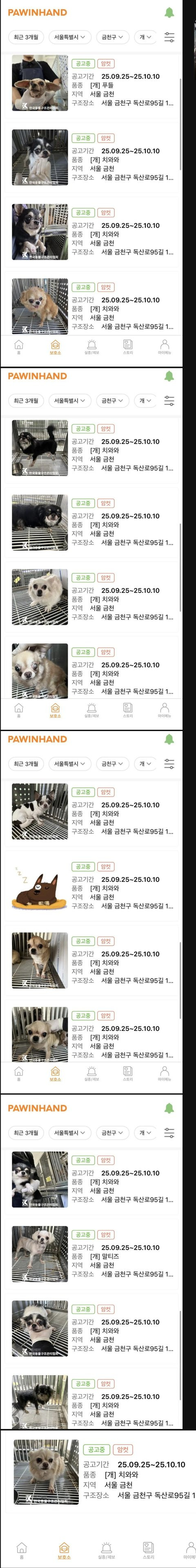 서울에서 누가 강아지 대량으로 유기함 | 인스티즈