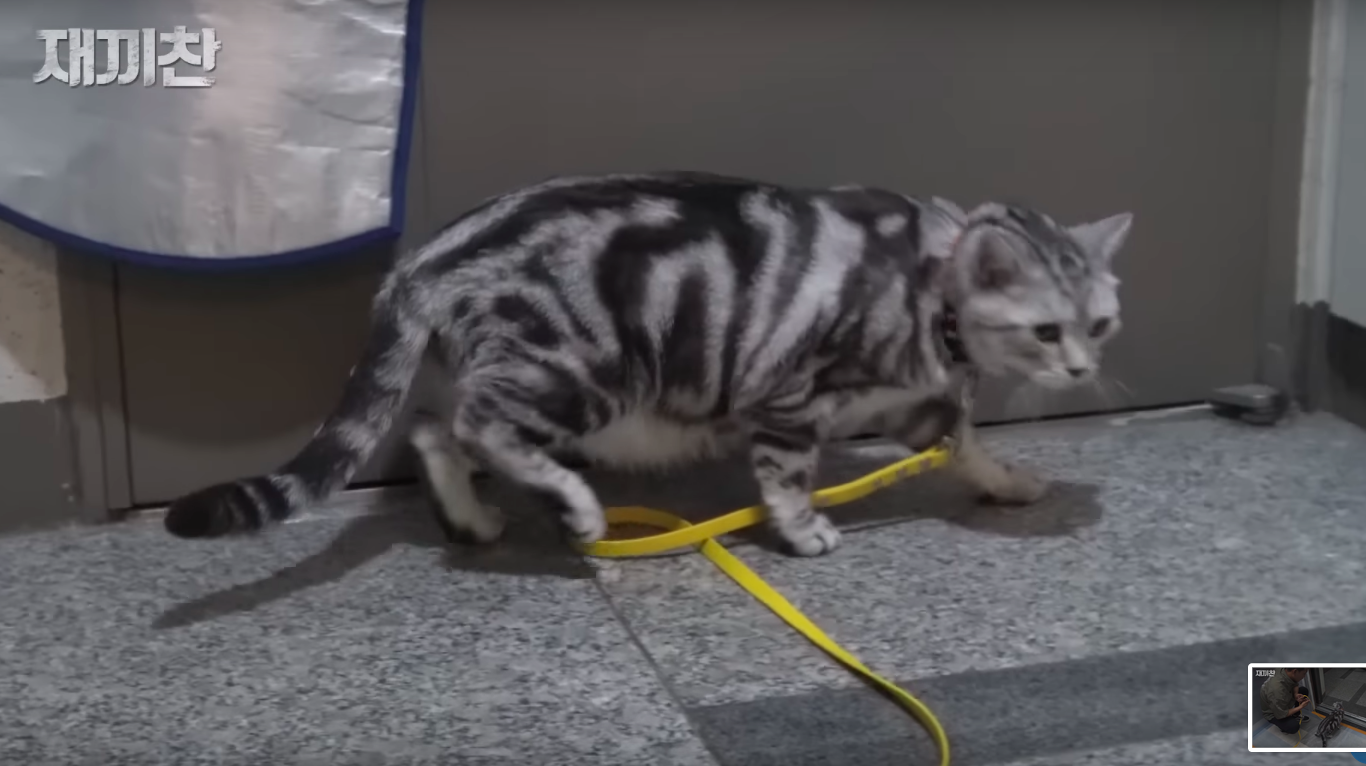 고양이 산책 시키는 강아지 훈련사 이찬종 선생님 | 인스티즈