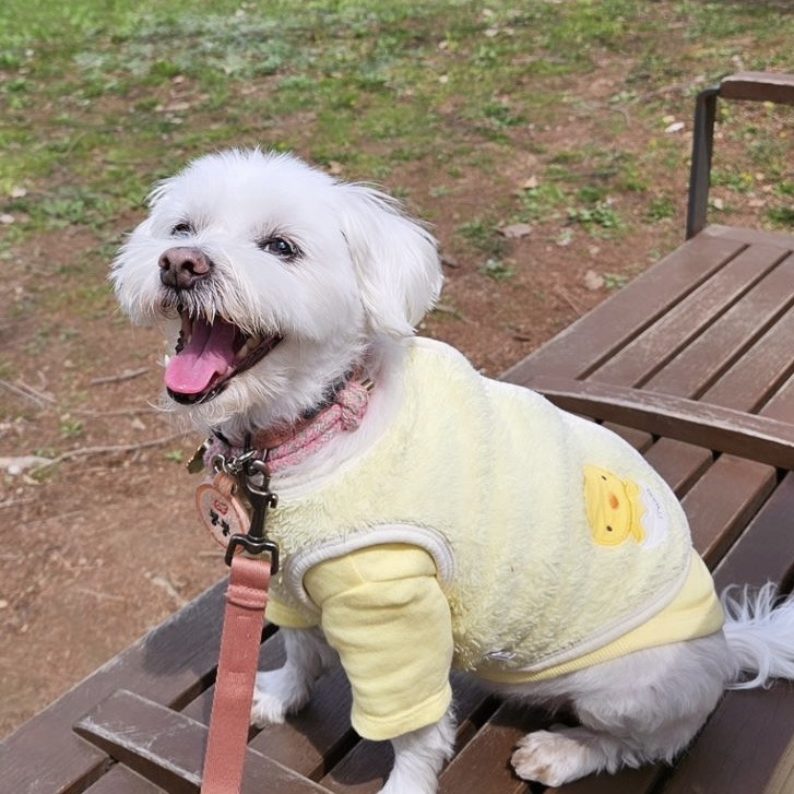 🐶: 저기.. 나랑 연말도 새해도 같이 보내자..❤️ 3개월 단기임보처 괌! | 인스티즈