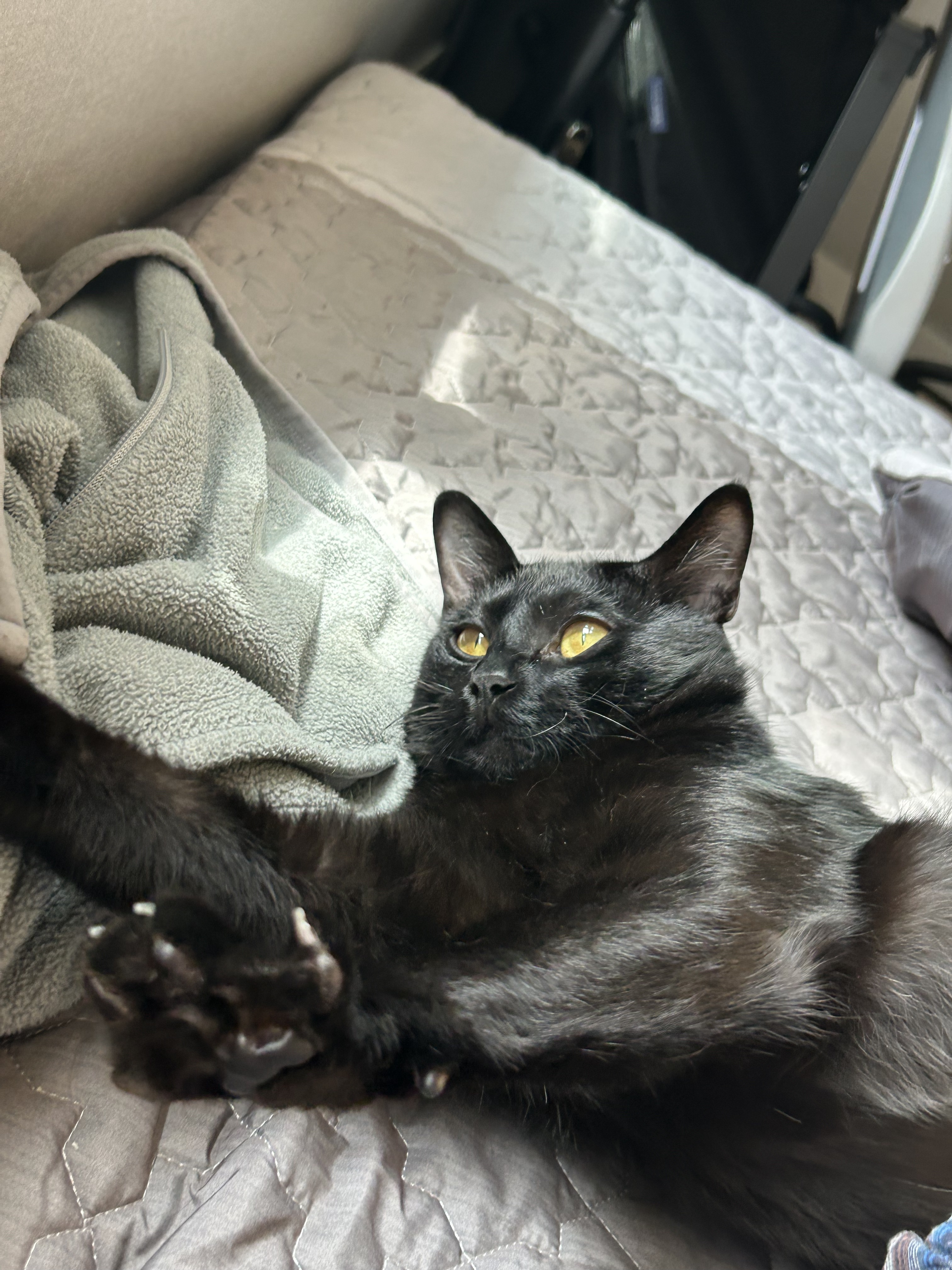 (입홍)✨ 도도한 외모지만 사람이 너무 좋은 개냥이남매 가족을 찾아요 ✨ | 인스티즈