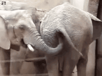 대부분 잘 모르는 코끼리에 대한 충격적인 진실...(좀 드러움) | 인스티즈